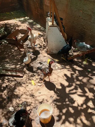 Galinhas índio e galo índio