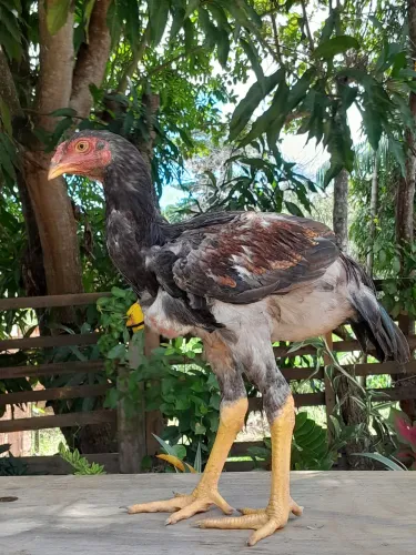 Tenho esses três franguinhos indio gigante com 90  dias de vida pai com 105 cm mãe com 90 