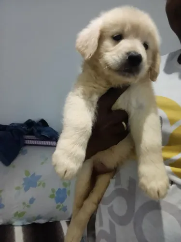 Uma linda filhote de Golden