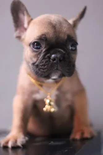 Bulldog francês