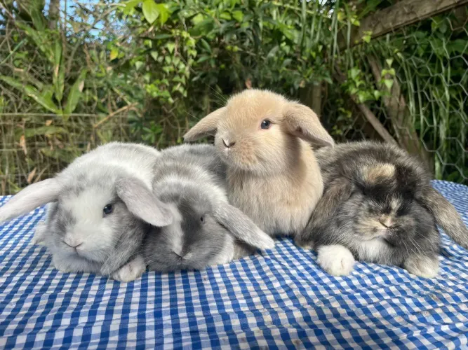 Lindos filhotinhos de mini coelhos 