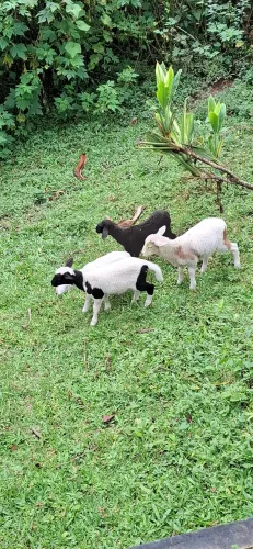 Cordeiro e ovelhas Santa Inês 