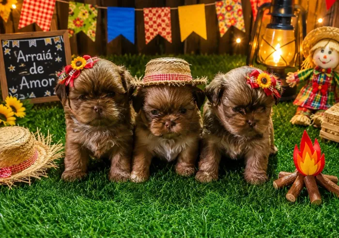 FILHOTES DE SHIH-TZU DISPONÍVEIS