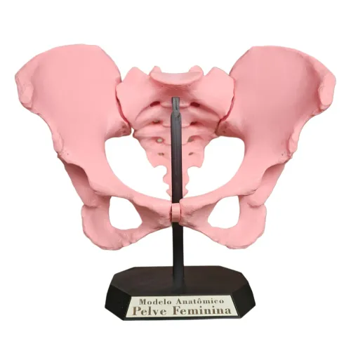 Modelo Anatômico da pelve feminina articulado
