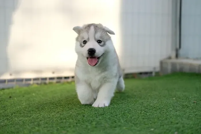 Filhote de Husky Siberiano Com Um Visual Que Impressiona