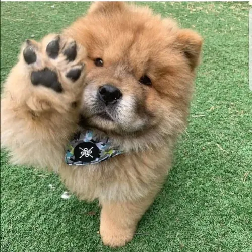 Filhotes De Chow Chow - Adoce Sua Vida Com Um Filhote Cheio De Amor