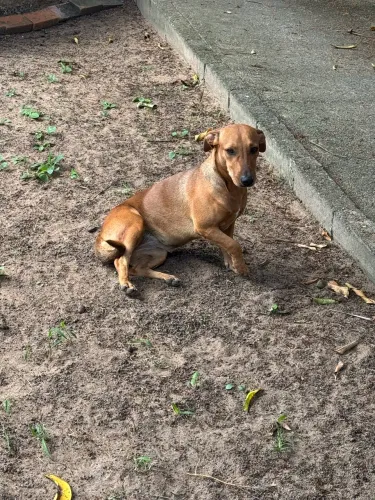 Basset standard