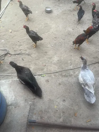 2 patos por 150 reais