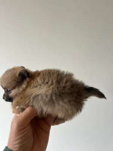 Spitz fêmea minúscula  