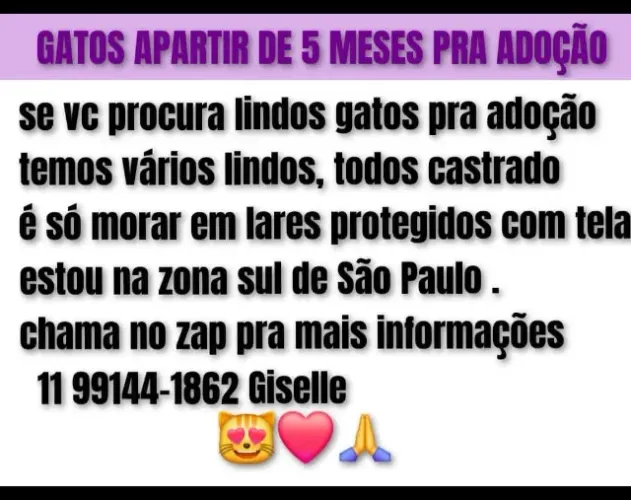 doa se lindos gatinhos castrados adultos e filhotes