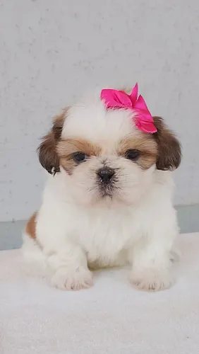 Mini shihtzu machos e fêmeas com kit filhote 