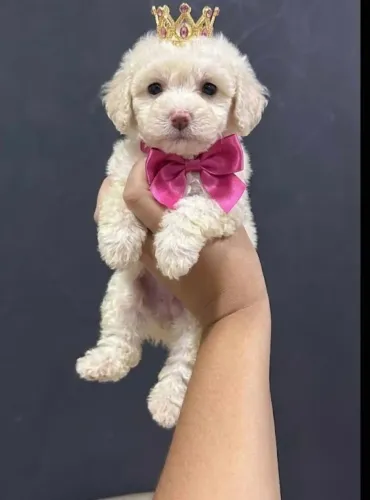 Poodle miniaturas 