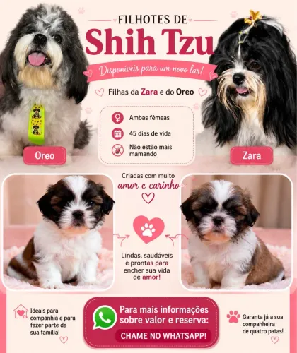 Vendo Filhotes de Shitzu