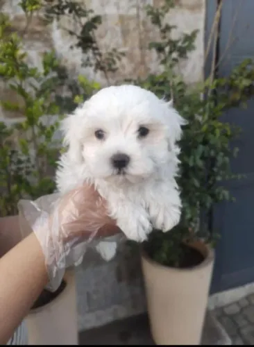 Filhote de Maltês o pequeno anjo de quatro patas