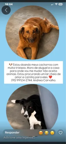 DOAÇÃO DE 2 CADELAS