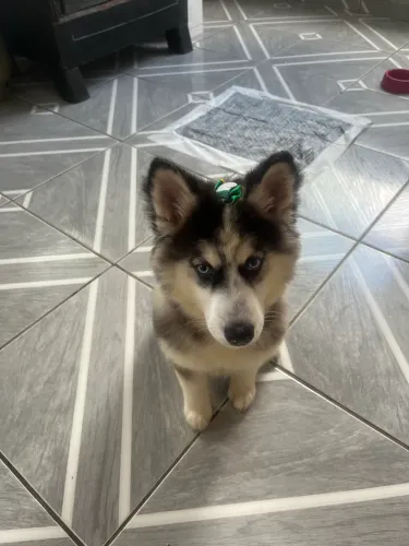 husky siberiano