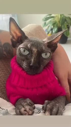 Gata sphynx
