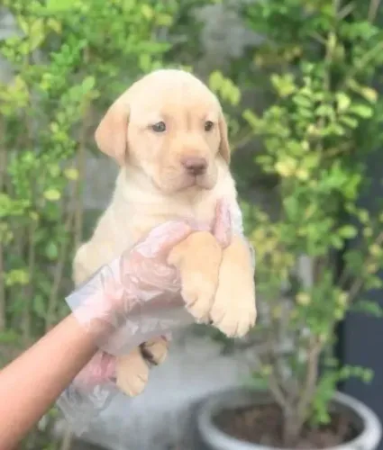 Linda femea de labrador esperando por sua familia