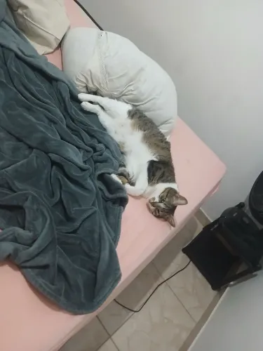 DOAÇÃO GATA GORDA