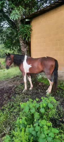 Cavalo manga larga marchador