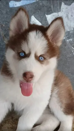 Husky Siberiano Fêmea
