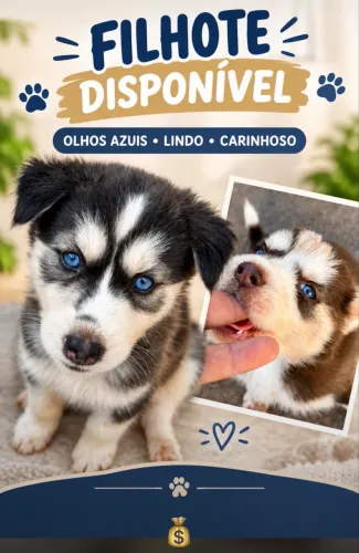 Filhotes de husky siberiano 