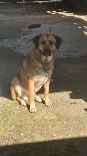Doacao de cachorro
