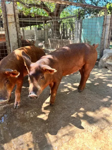 Vendo Leitoas Duroc Puras