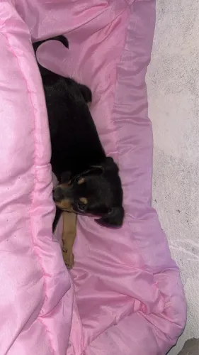Cachorro para doação