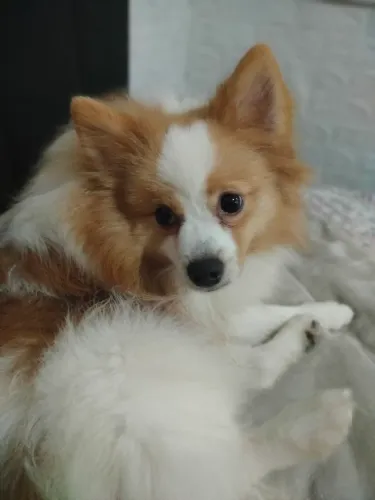 Vendo casal de Lulu da Pomerânia