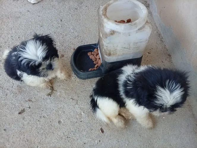 Shi Tzu 