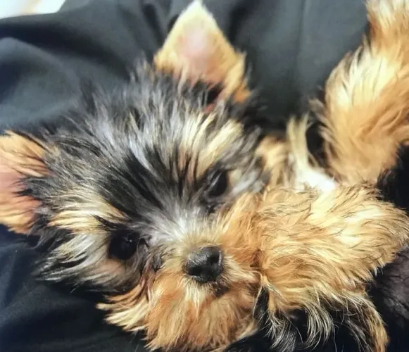 Yorkshire Terrier - Seu Próximo Motivo Para Sorrir Tem Focinho Gelado 