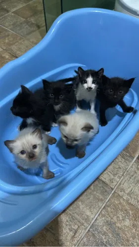 Adoção de gatinhos