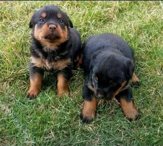 Rottweiler forte e excelente