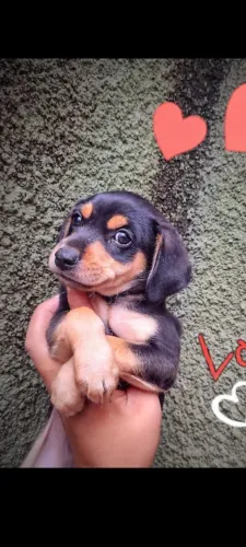 Doação de filhotes de Basset