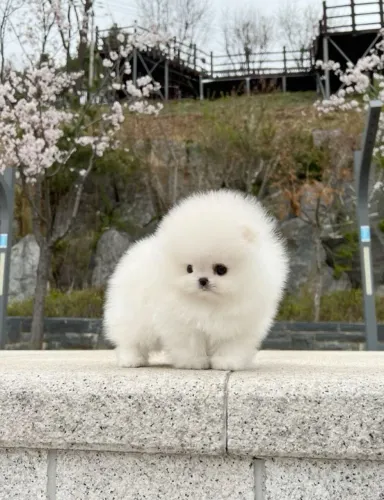 Spitz alemão Um doguinho cheio de ternura esperando você