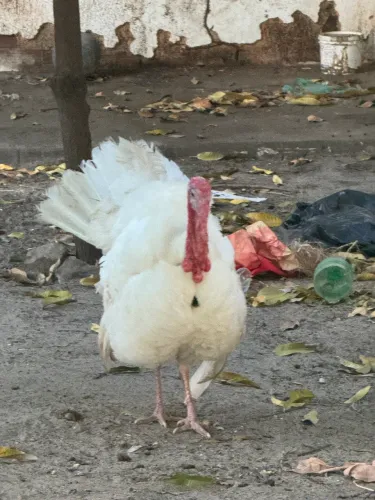 Peru Branco Mamuth