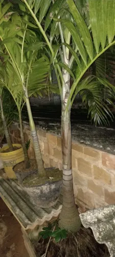 Vendo Muda palmeira