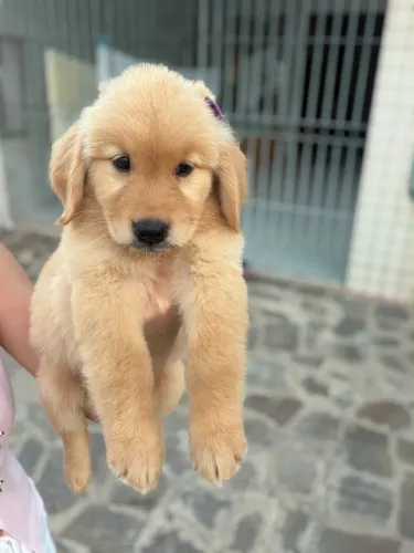 Golden retriever