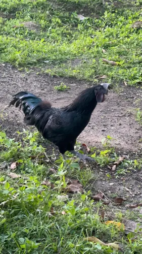 Ayam Cemani macho