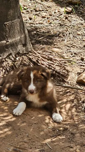 Filhote de Border Collie - Macho