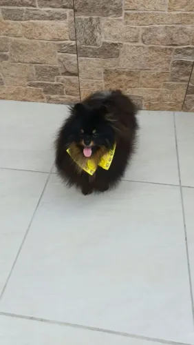 Spitz alemão anão