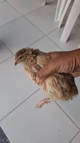 Vendo codornas gigantes