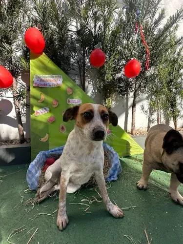 Doa-se Cachorro Fêmea