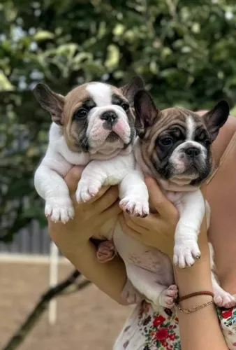 Bulldog frances pronto para novo lar