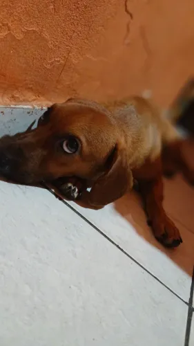 A Procura de uma Namorada