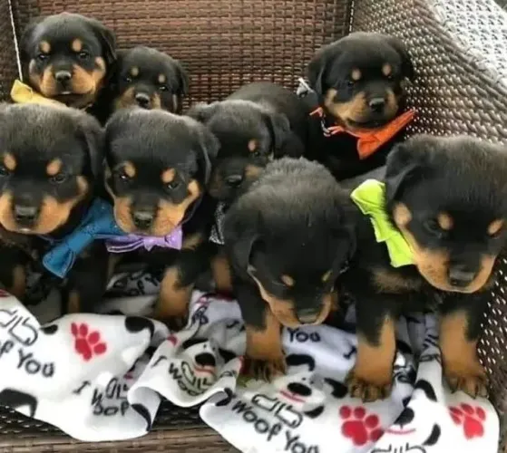 Filhote de Rottweiler um companheiro forte com coração de ouro