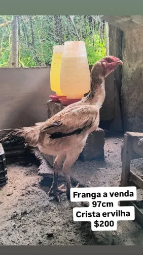 Franga índio gigante