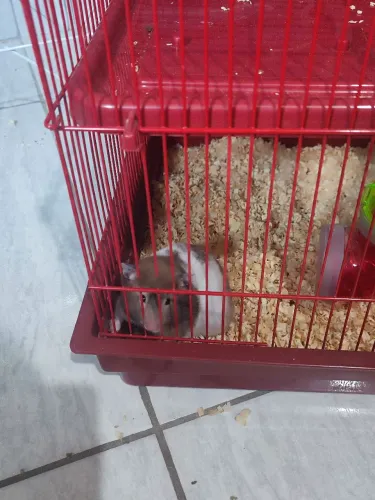 Adoção consciente hamster sírio dócil
