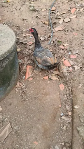 Vendas de galinha galos patos e perus